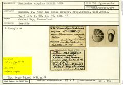 Karteikarte zum Syntyp von Nonionina simplex Karrer, 1864